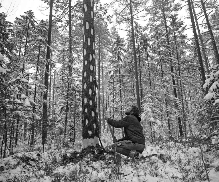 Flekking av tømmer på rot