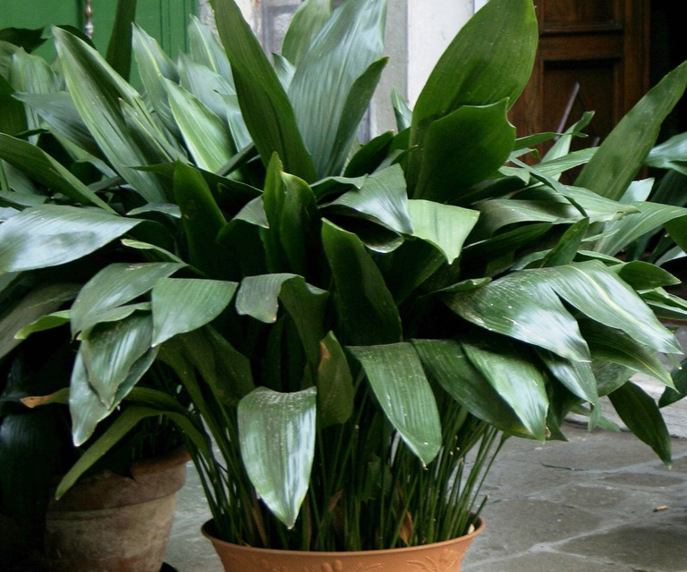 Aspidistra Elatior 01 Ungkarstrøst