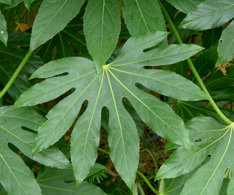 Fatsia Japonica 01