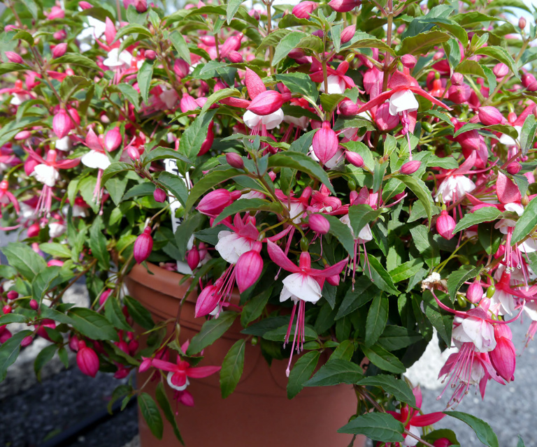 Fuksiahybridopprettearnie1 Red OBP