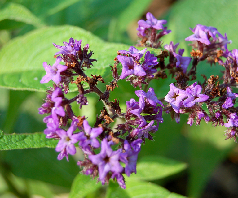 Heliotropium Arborescens 'Mini Marine' Heliotrope Flower 2500Px