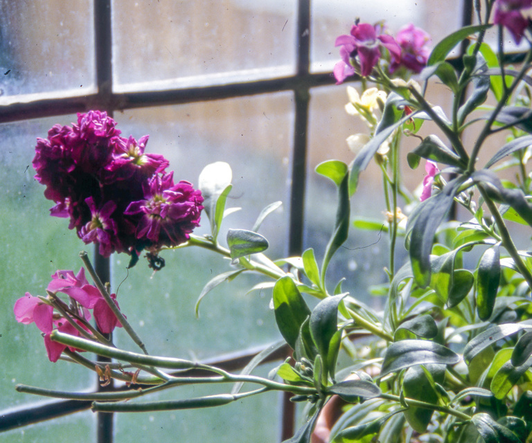 Levkøy Mari Marstein