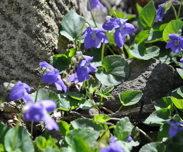 Marsfiol 1 Opplysningskontoret For Planter Og Blomster