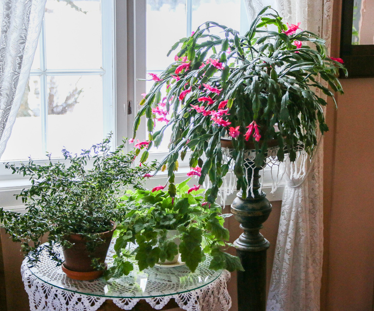 Novemberkaktus IMG 0869 RED MARI MARSTEIN