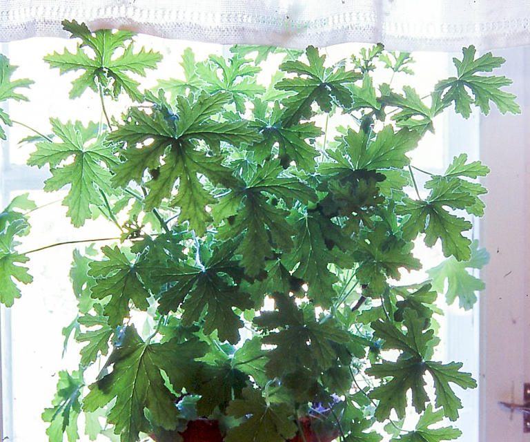 Rosengeranium Gulbygningen Mari Marstein