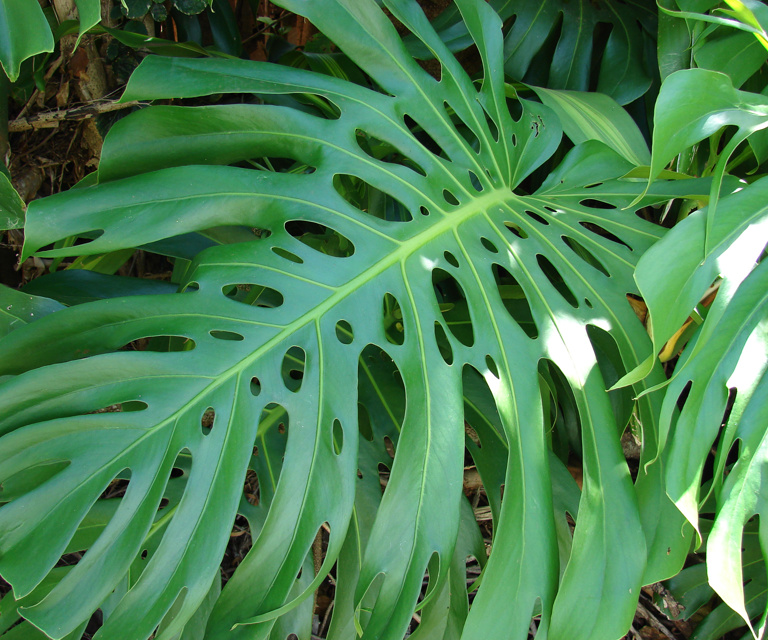 Starr 080731 9572 Monstera Deliciosa