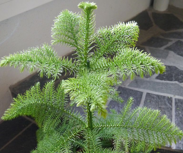 Stuegranaraucariaheterophylla1 OBP