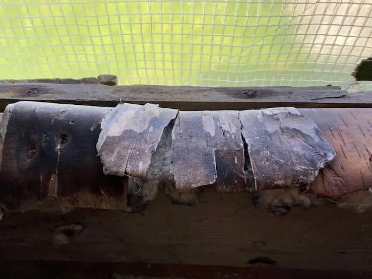 Bjoorkenever Og Saue Ull Brukt Som Tettning I Vindu