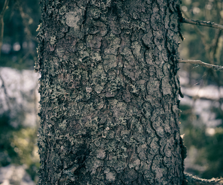 Skillingsbark-paa-gran.-Foto:-Bygg-og-Bevar