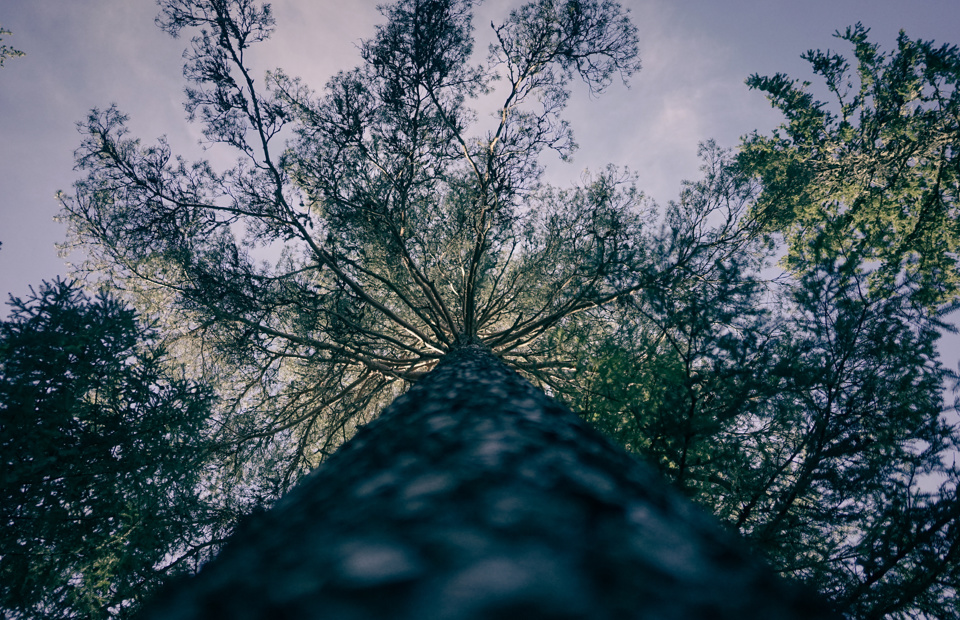 Stor-furu.-Foto:-Bygg-og-Bevar