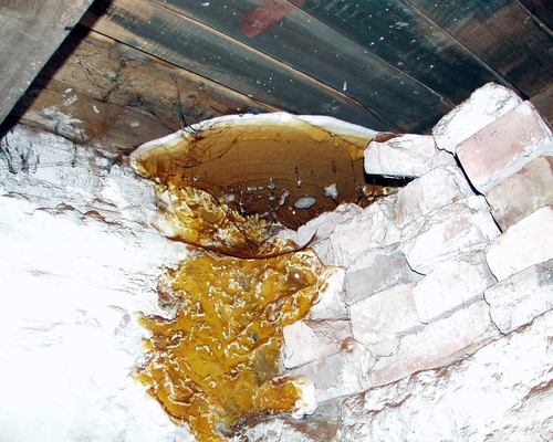 Ekte hussopp. Foto: Mycoteam