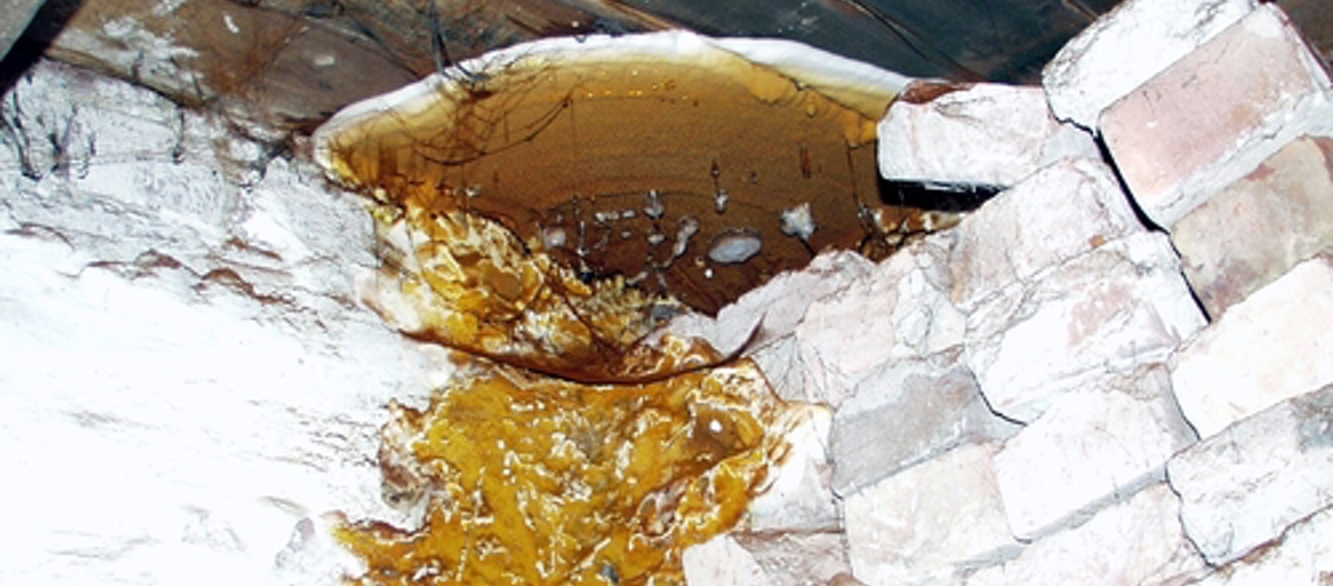 Ekte hussopp. Foto: Mycoteam