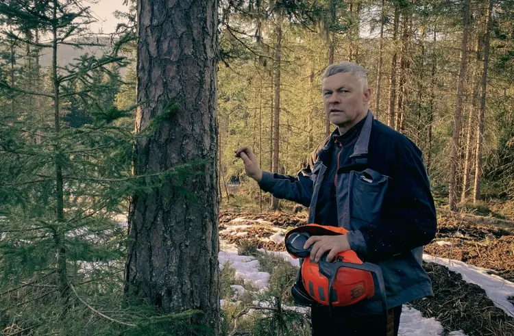 Furu-med-aldringsbark.-Foto:-Bygg-og-Bevar