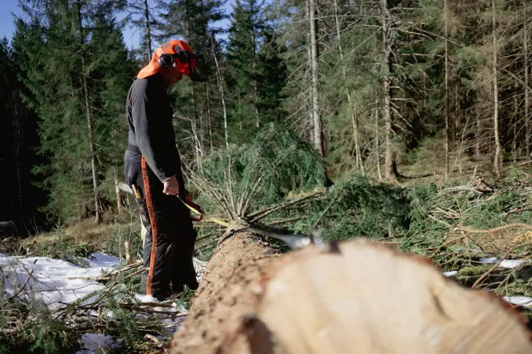 Maaling-av-lengder-paa-en-felt-granstokk.-Foto:-Bygg-og-Bevar