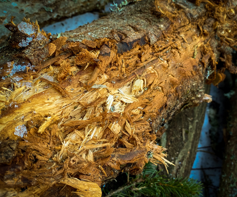 Skader-paa-toemmeret-ved-maskinell-hugst.-Foto:-Per-Oevind-Berg