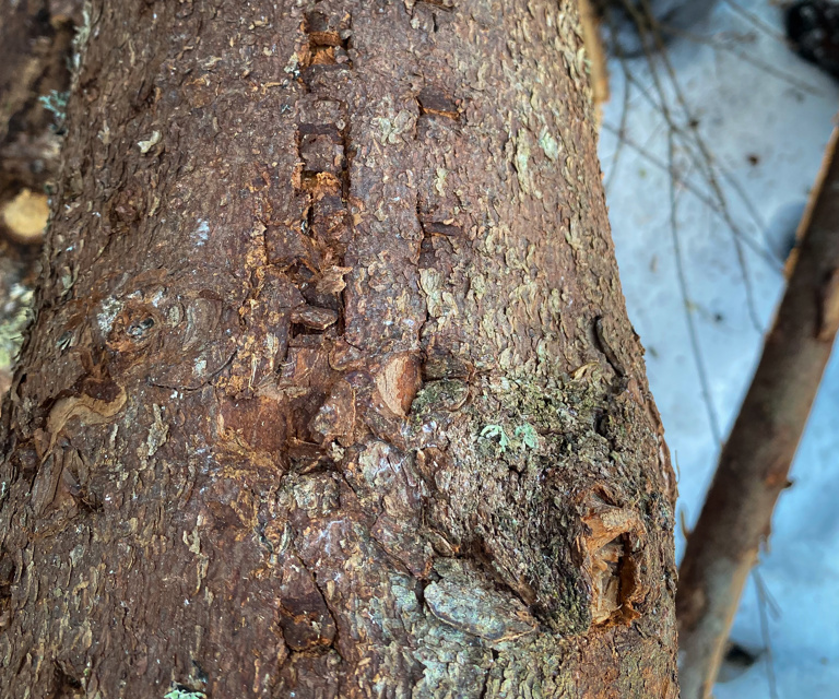 Valsene-som-driver-toemmeret-inn-i-hogstaggregatet-lager-furer-i-treet.-Foto:-Per-Oevind-Berg