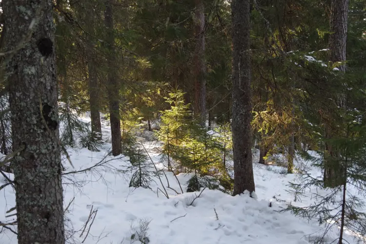 Skogsmiljoe.-Foto:-Per-Oeyvind-Berg