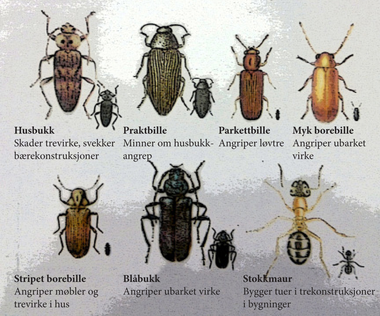 Skadedyr som angriper trevirke. 