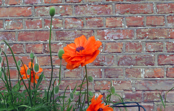 Pølsespekking forekommer på mange eldre teglsteinsbygninger og skulle hindre fuktighet å trenge inn i fugene. Teknikken finnes på låver, industribygg og som her; grunnmuren til en sveitservilla på Hamar. Foto: Sigrid Solheim Murud 