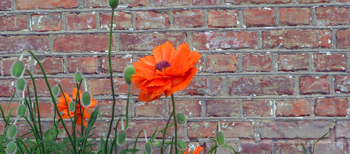 Pølsespekking forekommer på mange eldre teglsteinsbygninger og skulle hindre fuktighet å trenge inn i fugene. Teknikken finnes på låver, industribygg og som her; grunnmuren til en sveitservilla på Hamar. Foto: Sigrid Solheim Murud 