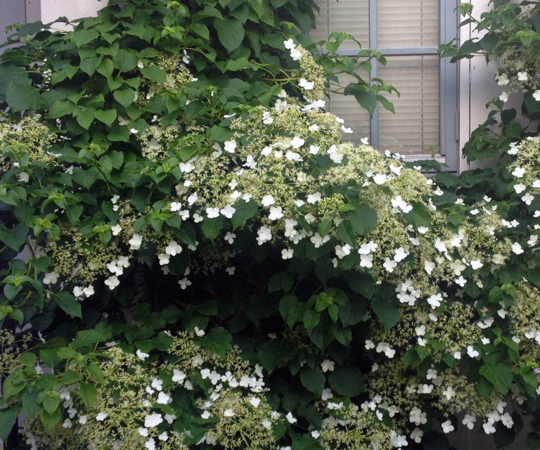 Klatrehortenisa-fester-seg-til-underlaget-med-sugekopper.-Foto:-Bygg-og-Bevar