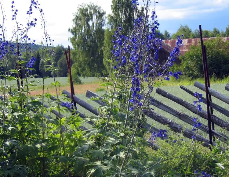 Skigard og blå Ridderspore. Foto: Sigrid S. Murud
