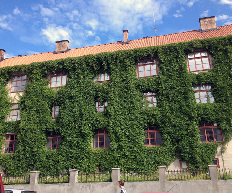 Vegetasjon-paa-murvegg.-Foto:-Bygg-og-Bevar