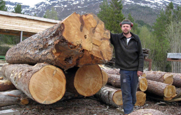 Kvalitet henger sammen med tyngde og alder på trærne. Foto: Jon Bojer Godal