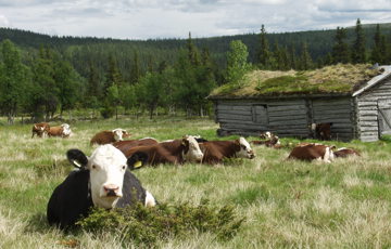 Kyr på sætra: bevaring og drift kan gå hånd i hånd. Veiledning og hjelp fra offentlige myndigheter er en god start. Foto: Einar Engen/ privat
