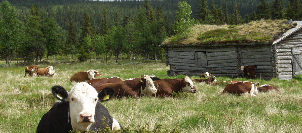 Kyr på sætra: bevaring og drift kan gå hånd i hånd. Veiledning og hjelp fra offentlige myndigheter er en god start. Foto: Einar Engen/ privat