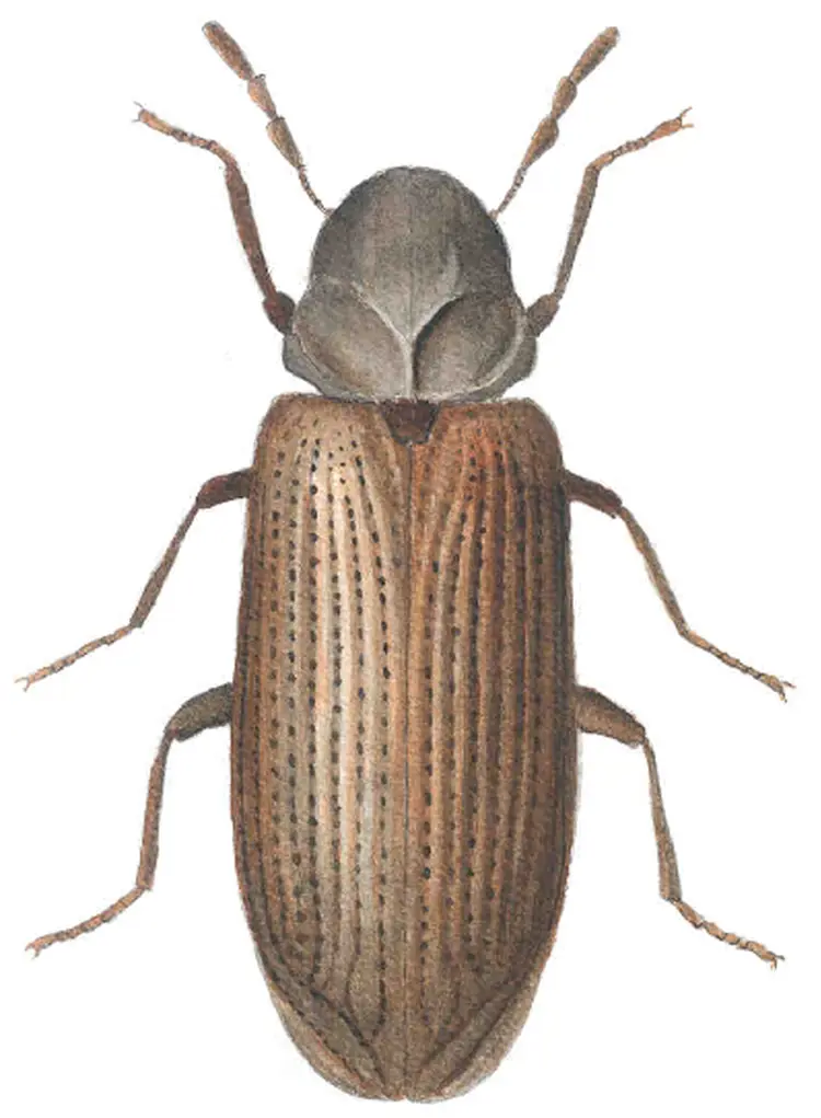 Stripet borebille. Kilde: Folkehelseinstituttet 