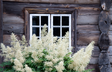 Lafta hus er bra for miljøet. Foto: Liv Sandvik Jakobsen