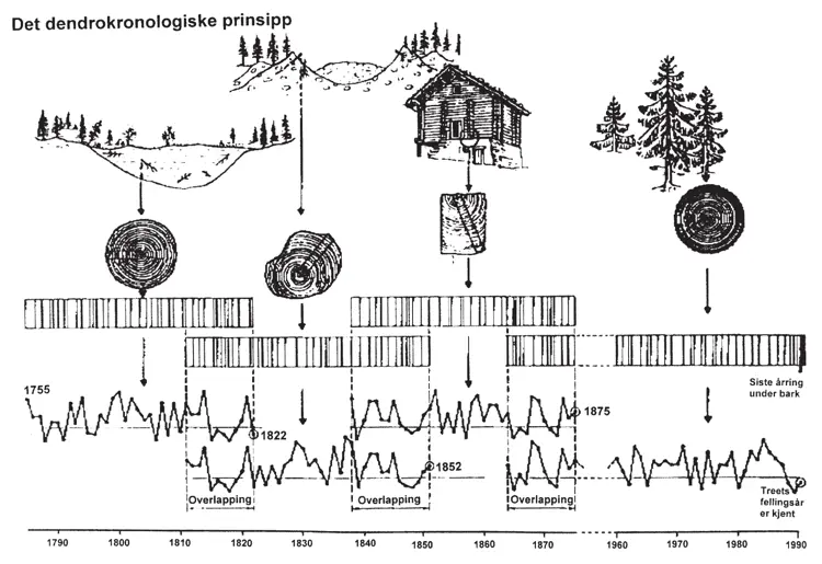 Det dendrokronologiske prinsipp