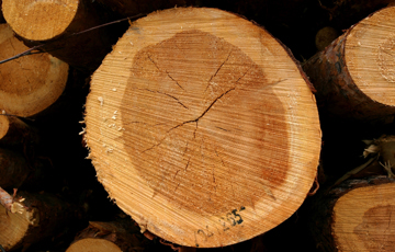 Kjerneved. Foto John Y. Larsson, Skog og landskap