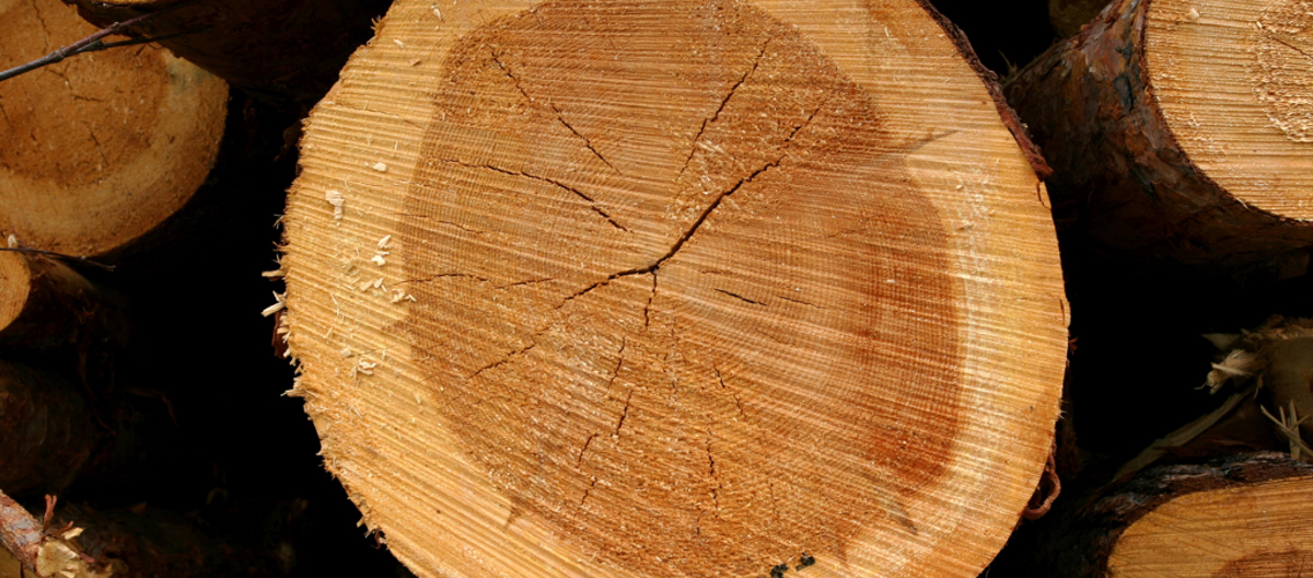 Kjerneved. Foto John Y. Larsson, Skog og landskap