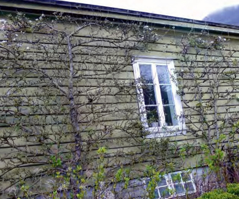 Espaliert frukttre. Foto: Knut Langeland