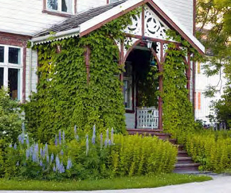 Humle på bislag, Nordland. Foto: Knut Langeland