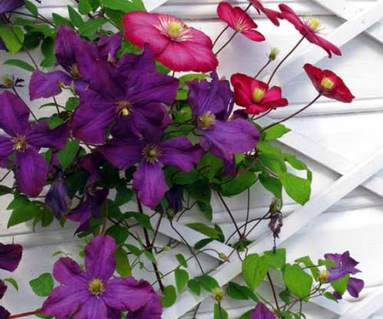 Klematis på espalier. Foto: Knut Langeland