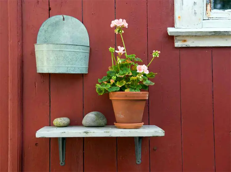 pelargonia på hylle