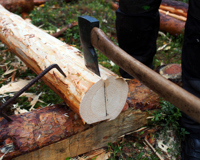 Man hugger langs midten på stokken til den er "dau" og spenningene slipper. Først da er det klart for å slå i kiler. Foto: Åge Emil Bergquist