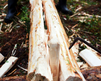 Kilene slås i og stokken begynner å sprekke. Foto: Åge Emil Bergquist