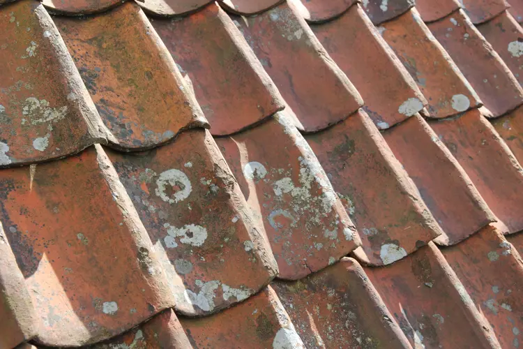 Lav og algevekst trenger ikke å være skadelig for taket. Foto: Bygg og Bevar