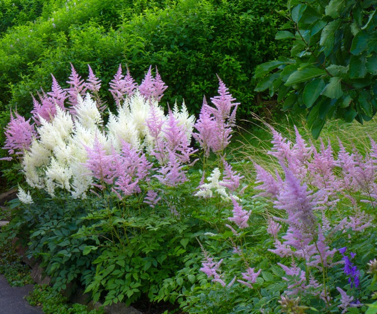 Sloer;-Astilbe,-er-lettstelte-stauder.-Foto:-Bygg-og-Bevar