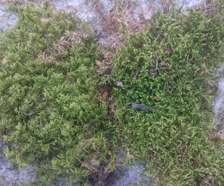 Etasje- og furumose. Foto Ivar Jørstad