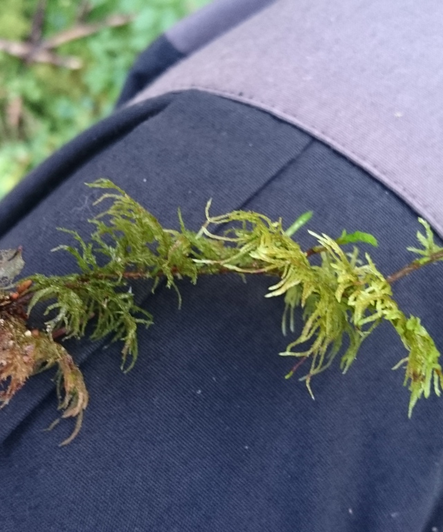 Etasjemose foto Ivar Jørstad.JPG