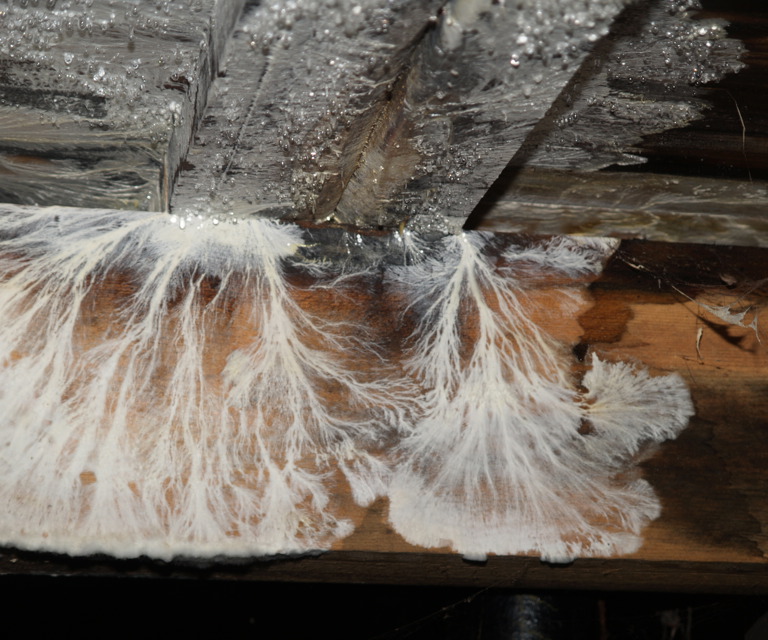 Overflatevekst av hvitkjuke