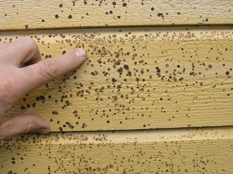 Svertesopp ser ut som sorte prikker på ytterveggen. Soppen trives best på skyggefulle steder og der det er fuktig. Det kan ofte hjelpe å fjerne vegetasjon som hindrer veggen å tørke etter regn. Foto: Mycoteam as