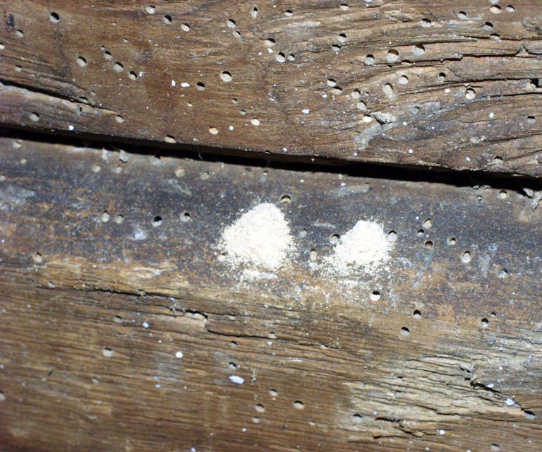 Utflygningshull av stripet borbille