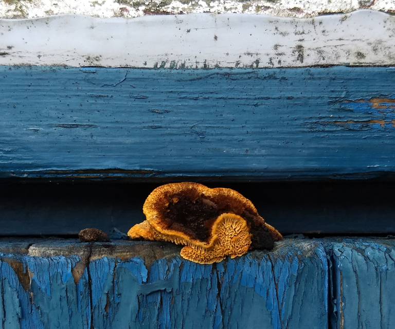 Soppvekst-paa-treverk-paa-grunn-av-fuktighet.-Foto:-Marie-Vest-Hansen