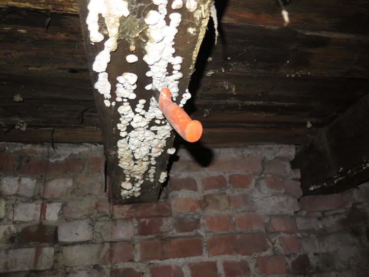 Hvit tømmersopp. Foto: Mycoteam as